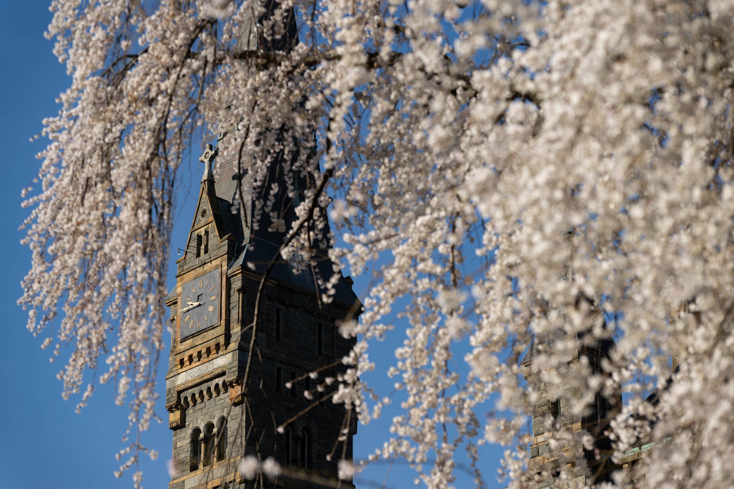 Blossoming tree in front of the clock tower at Healy Hall.